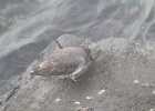 Surfbird (16)