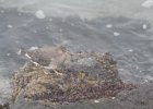 Surfbird (17)