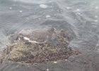 Surfbird (18)