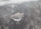 Surfbird (19)