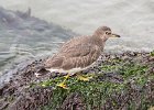 Surfbird (2)
