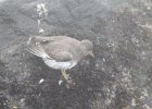 Surfbird (20)