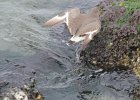 Surfbird (23)