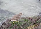 Surfbird (24)