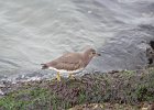 Surfbird (25)