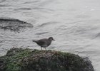 Surfbird (4)