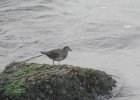 Surfbird (5)
