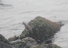 Surfbird (6)