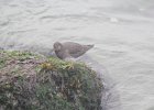 Surfbird (7)