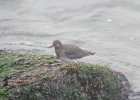 Surfbird (8)