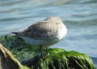 Red Knot (11)