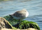 Red Knot (12)