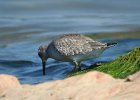 Red Knot (25)