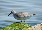 Red Knot (29)