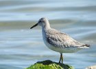 Red Knot (30)