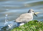 Red Knot (36)