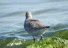 Red Knot (37)