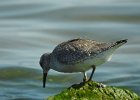 Red Knot (38)