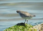 Red Knot (40)