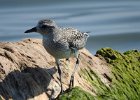 Red Knot (43)