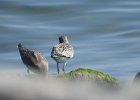 Red Knot (48)