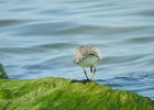 Red Knot (5)