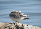 Red Knot (50)