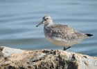 Red Knot (51)