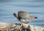 Red Knot (52)