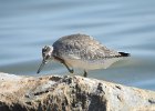 Red Knot (53)