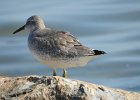 Red Knot (54)