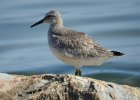Red Knot (55)