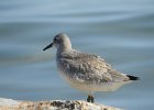 Red Knot (56)