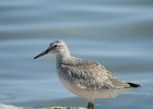 Red Knot (57)