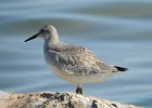 Red Knot (58)