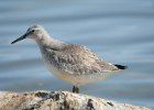 Red Knot (59)