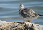 Red Knot (60)