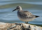 Red Knot (61)