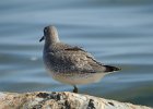 Red Knot (62)