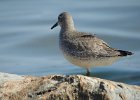 Red Knot (63)