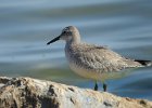 Red Knot (64)