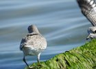 Red Knot (69)