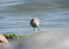 Red Knot (79)