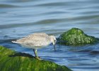 Red Knot (9)