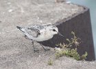 101Sanderling