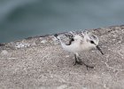 Sanderling (1)