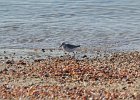 Sanderling (10)