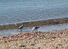 Sanderling (18)