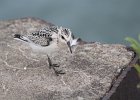 Sanderling (2)