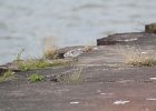 Sanderling (20)